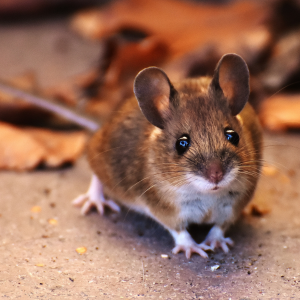 brown and white field mouse